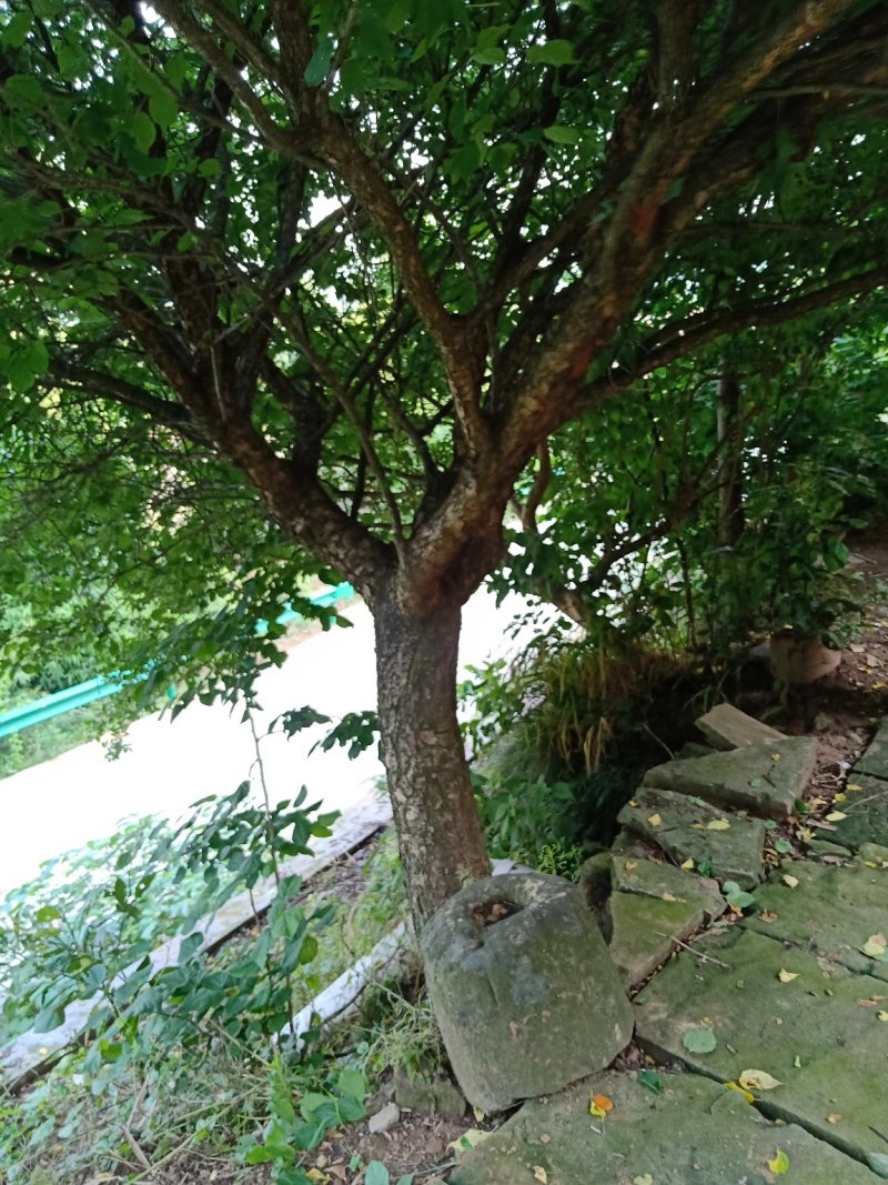 红梅