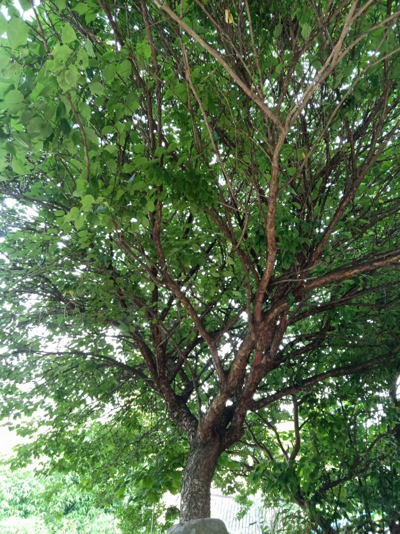 红梅
