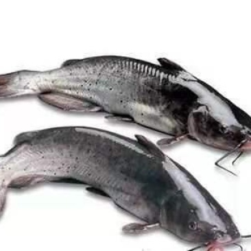 江团