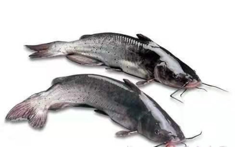 江团