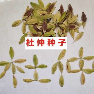 今年新采收的杜仲种子，纯新籽，货真价实，一级良种诚信商家