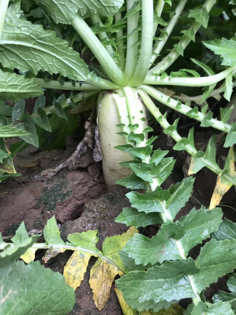 大量供应春雷萝卜加工脱水白萝卜