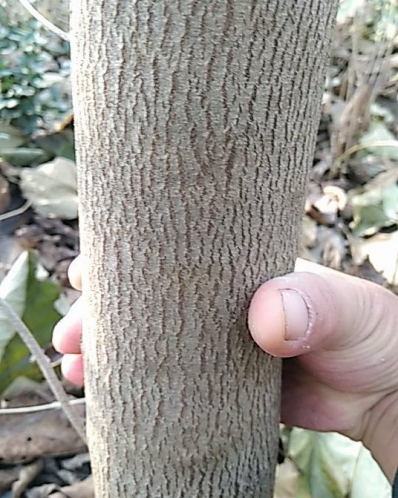 巨紫荆2000棵，分枝点高3米，树形优美，花色紫红