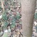 巨紫荆2000棵，分枝点高3米，树形优美，花色紫红