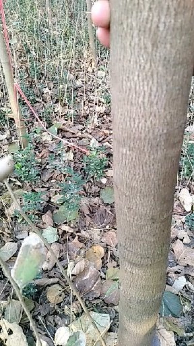 巨紫荆2000棵，分枝点高3米，树形优美，花色紫红