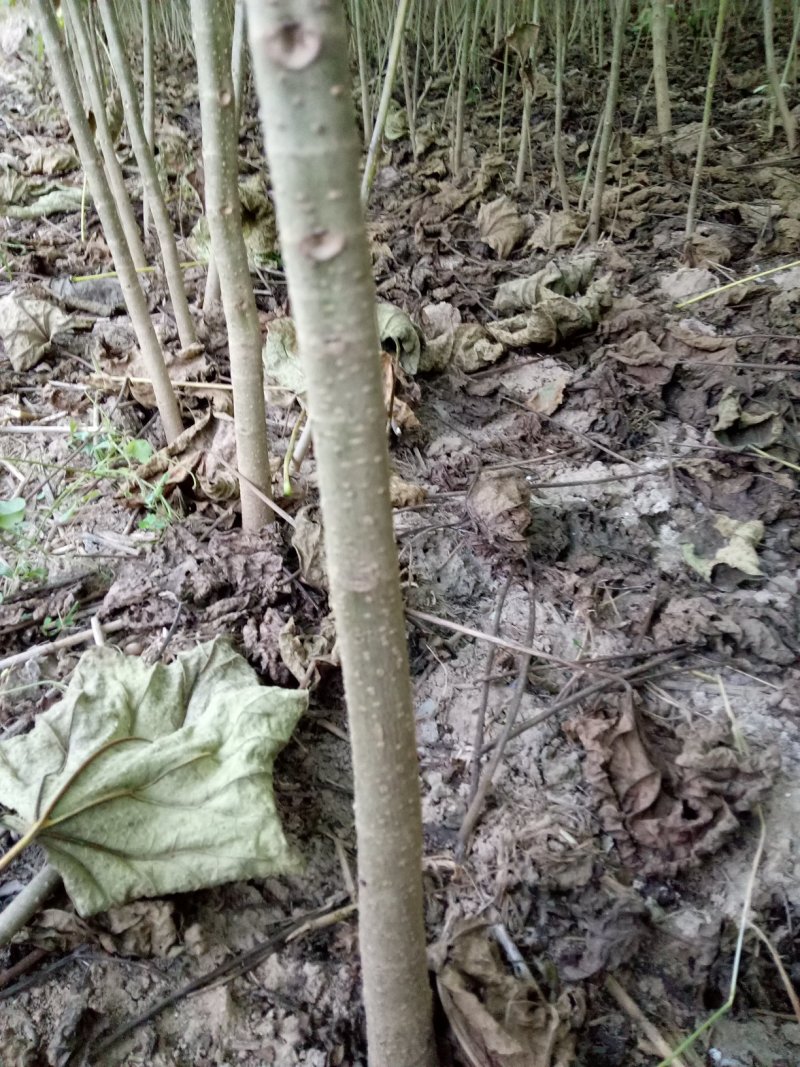 楸树麦茬苗，梓树苗！