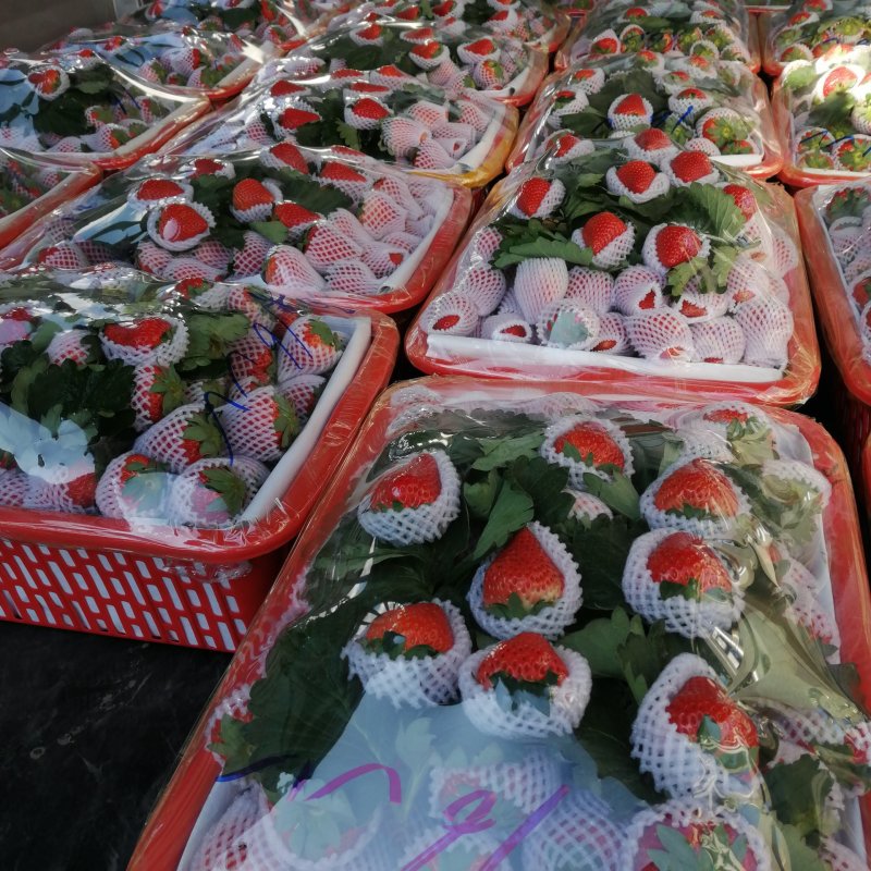 四川凉山德昌露天冬草莓黔莓奶油草莓原产地大量批发供应