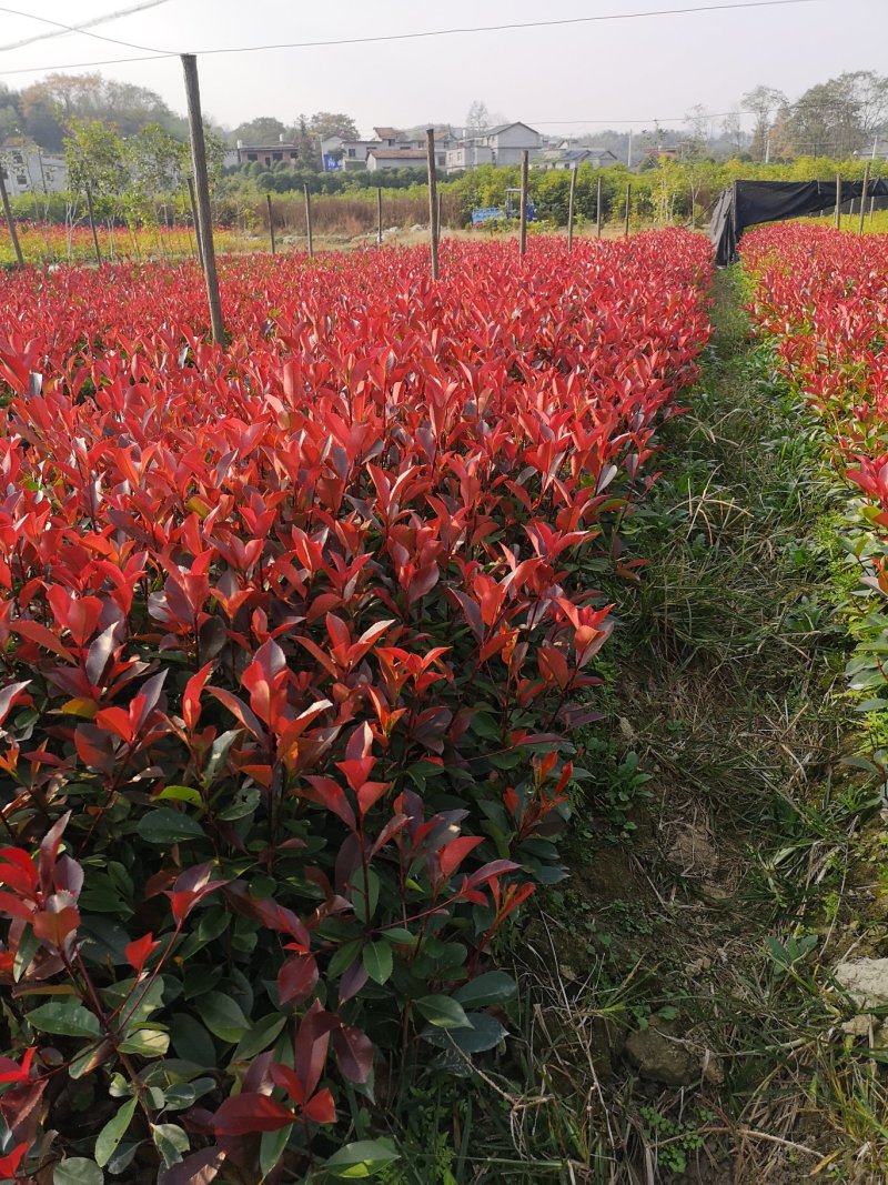 【自产自销】红叶石楠苗红叶石楠树红叶石楠球【批发价包邮】