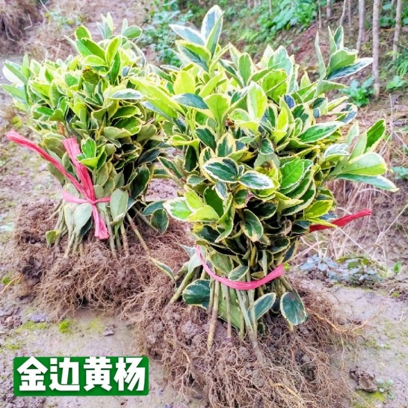 金边黄杨苗金边冬青苗现起现发自产自销批发价