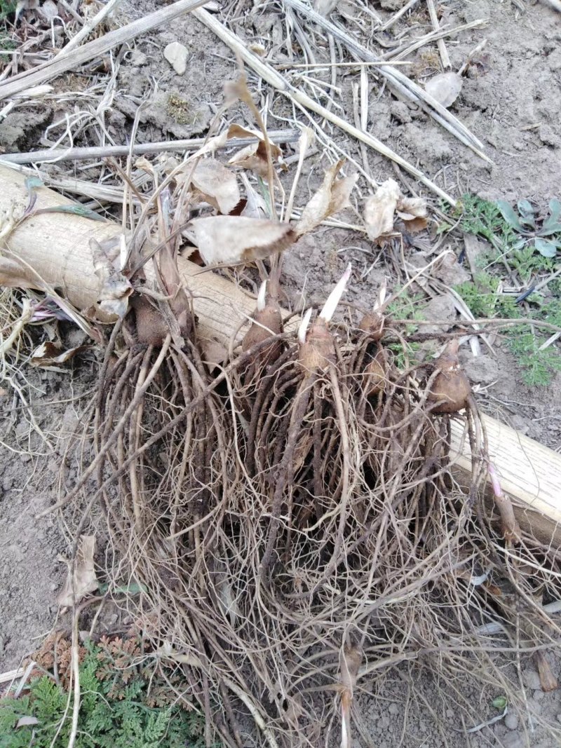 苍术苗，，，，，，，，，，，？？。，，，，