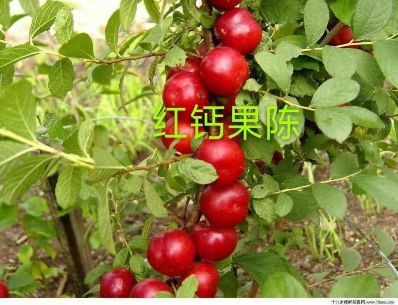 中华钙果和农大钙果苗该品种适合南北方种植，保证质量纯度