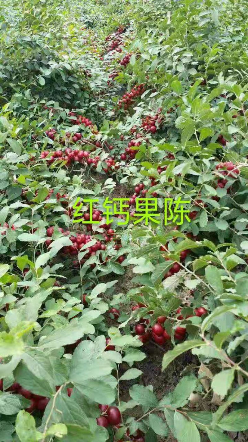 中华钙果和农大钙果苗该品种适合南北方种植，保证质量纯度