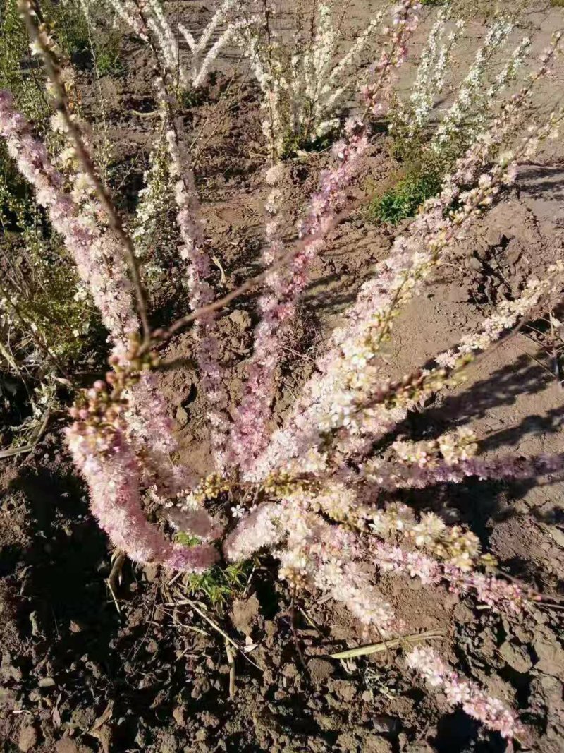 中华钙果和农大钙果苗该品种适合南北方种植，保证质量纯度