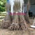 中华钙果和农大钙果苗该品种适合南北方种植，保证质量纯度