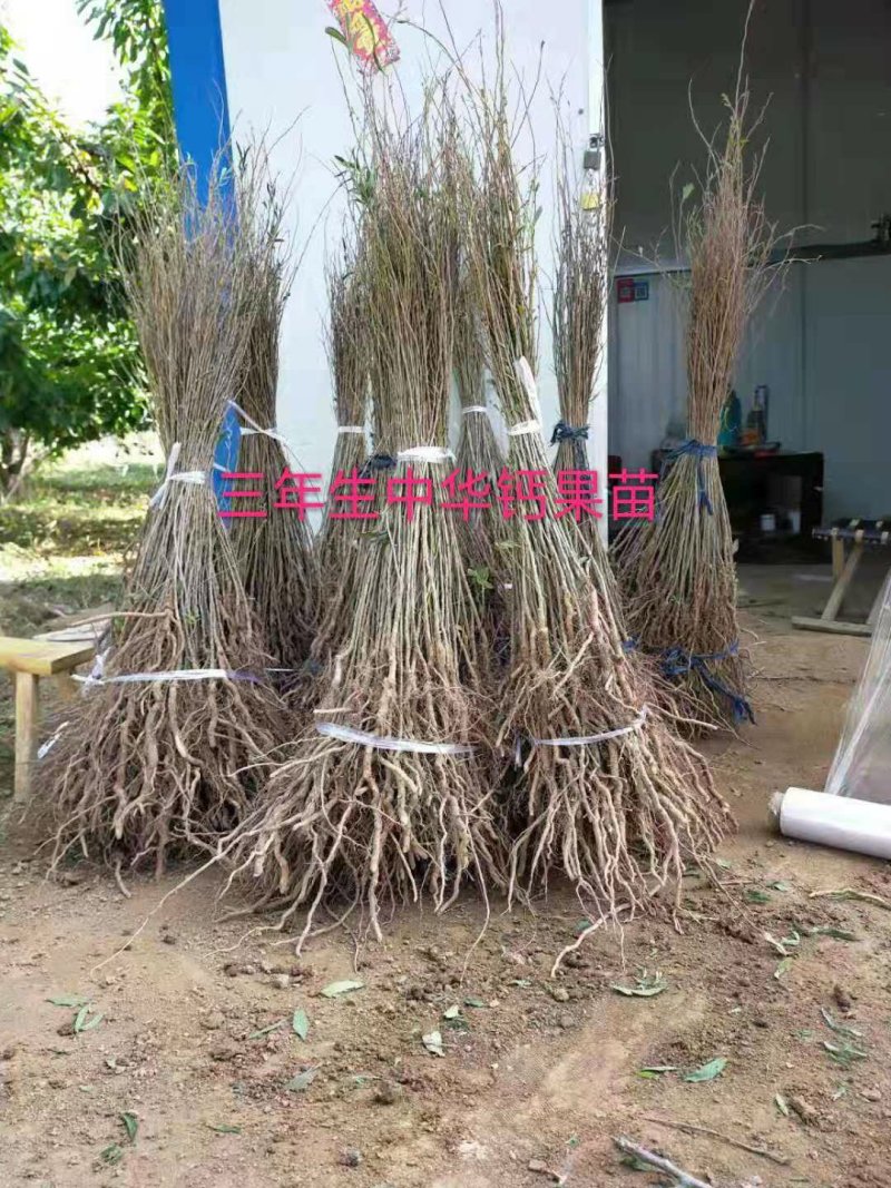 中华钙果和农大钙果苗该品种适合南北方种植，保证质量纯度