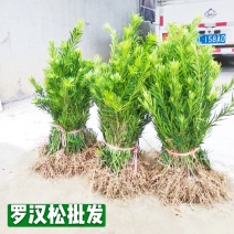 罗汉松罗汉松苗罗汉松扦插树苗罗汉松小苗批发价包邮