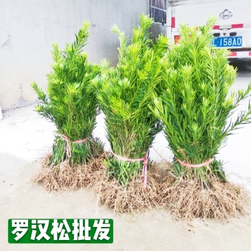 罗汉松罗汉松苗罗汉松扦插树苗罗汉松小苗批发价包邮