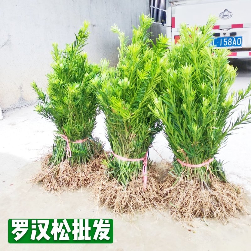 罗汉松罗汉松苗罗汉松扦插树苗罗汉松小苗批发价包邮