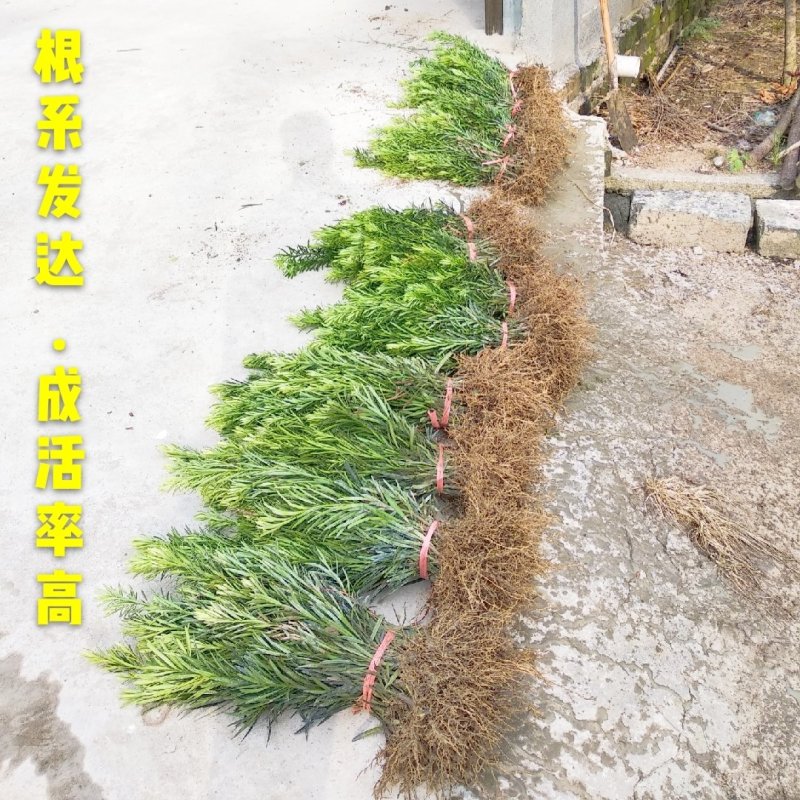 罗汉松罗汉松苗罗汉松扦插树苗罗汉松小苗批发价包邮