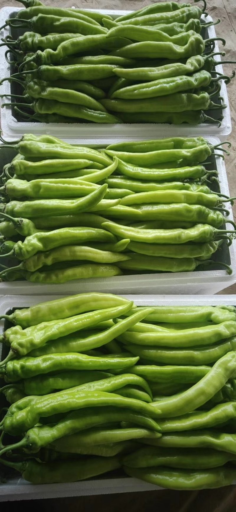 尖椒辣椒产地直供！货源充足！量大从优！