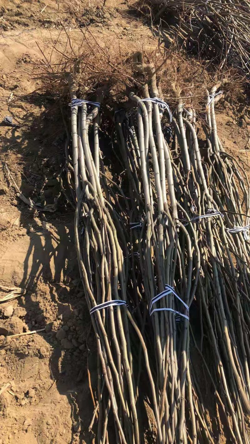 皇冠梨树苗梨树品种纯正二年嫁接苗