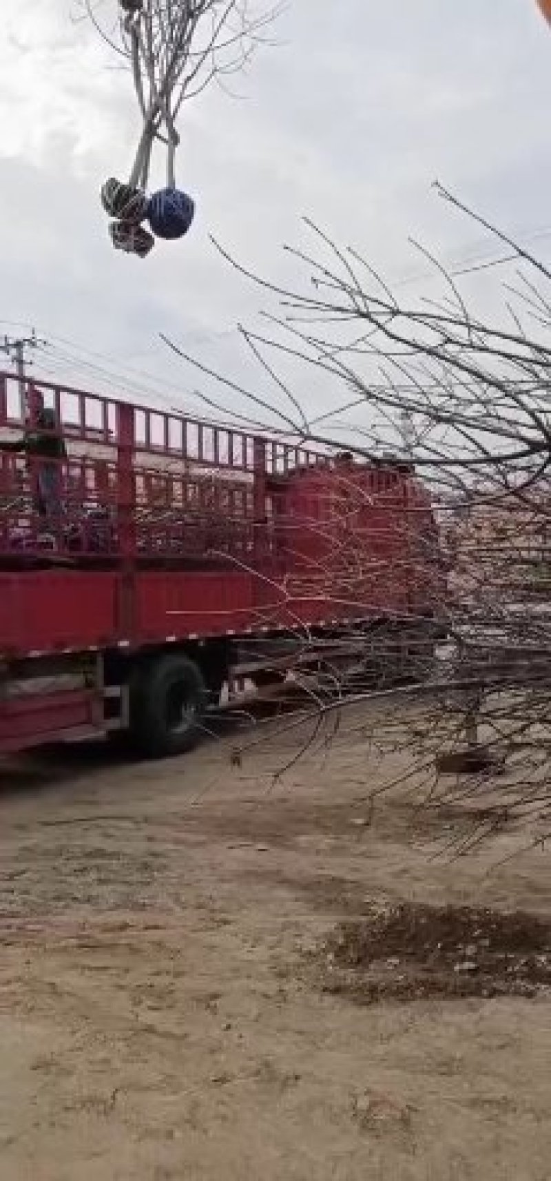 皇冠梨树苗梨树品种纯正二年嫁接苗
