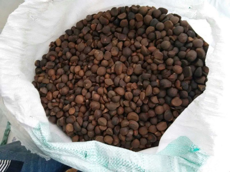 湖北省黄冈市罗田县三里畈镇油茶子