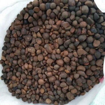 湖北省黄冈市罗田县三里畈镇油茶子