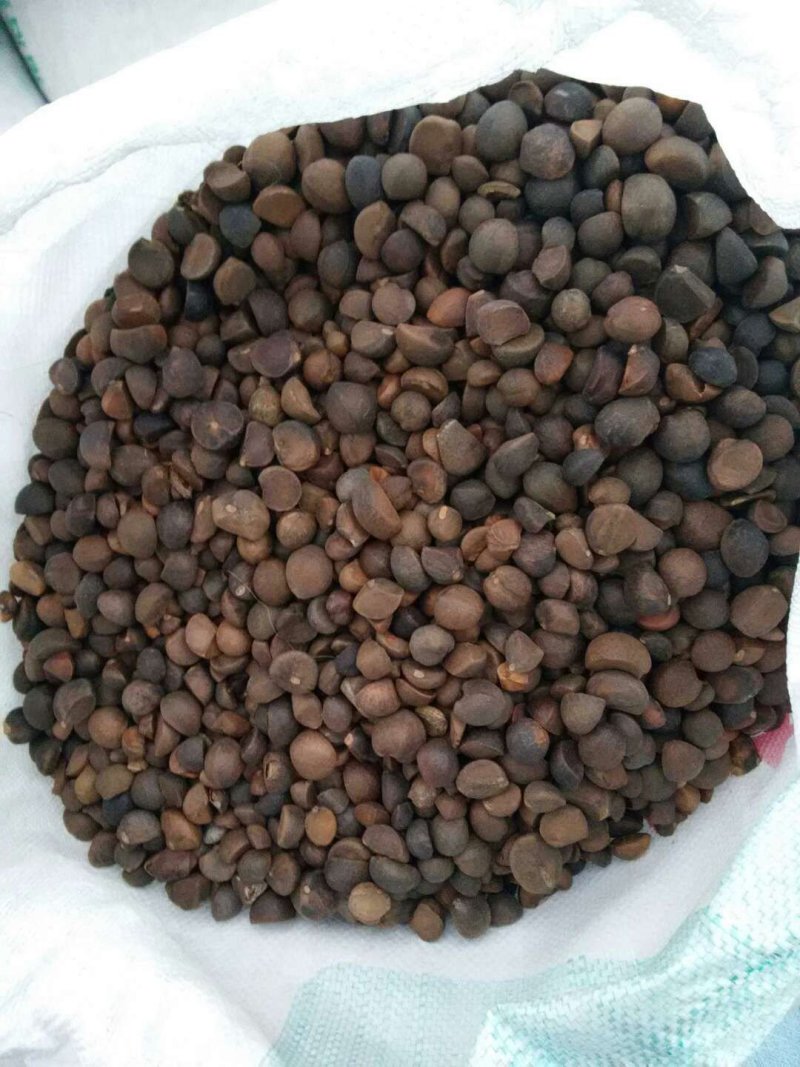湖北省黄冈市罗田县三里畈镇油茶子