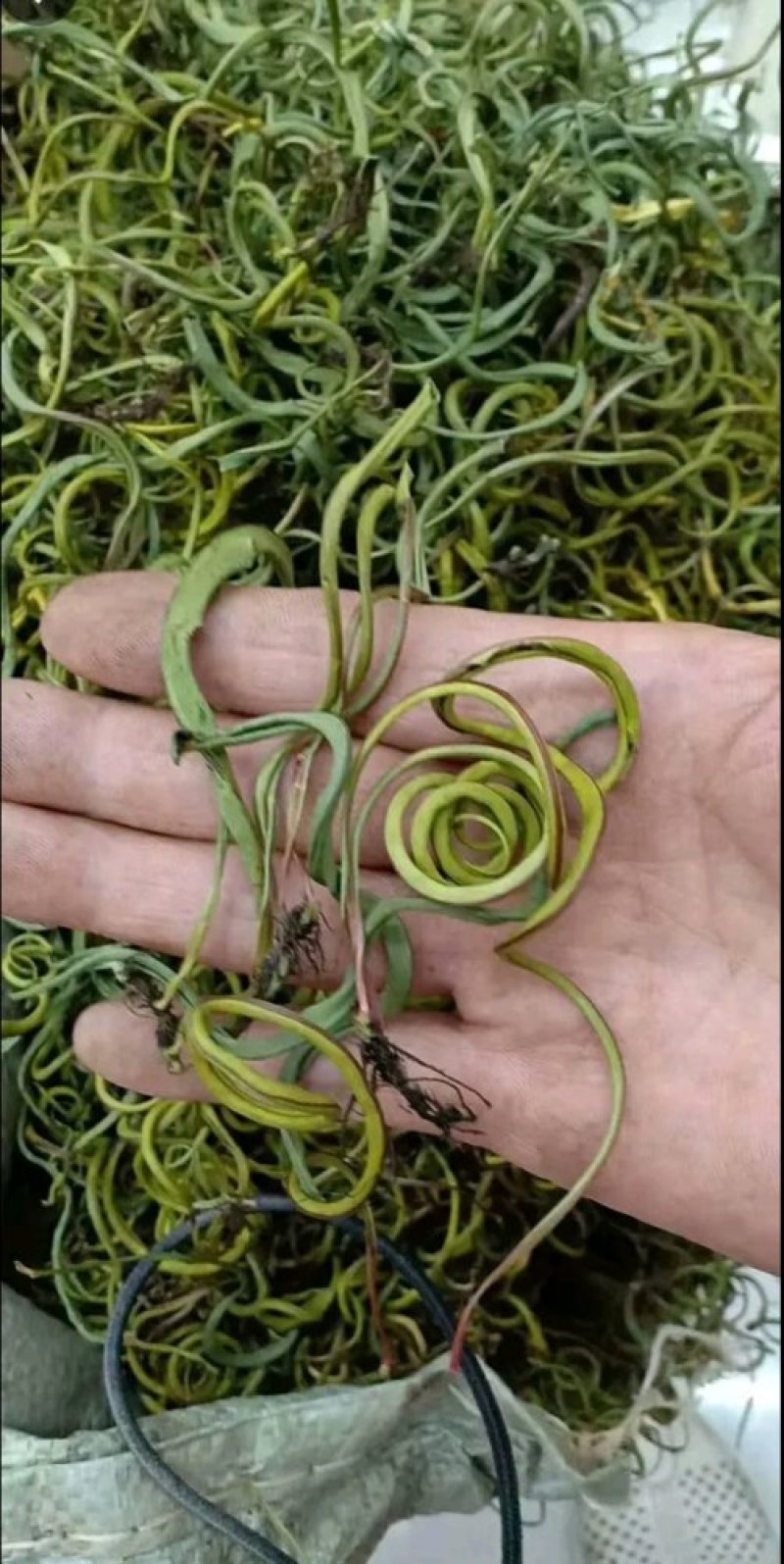 化石草云南化石草肾精茶产地批发