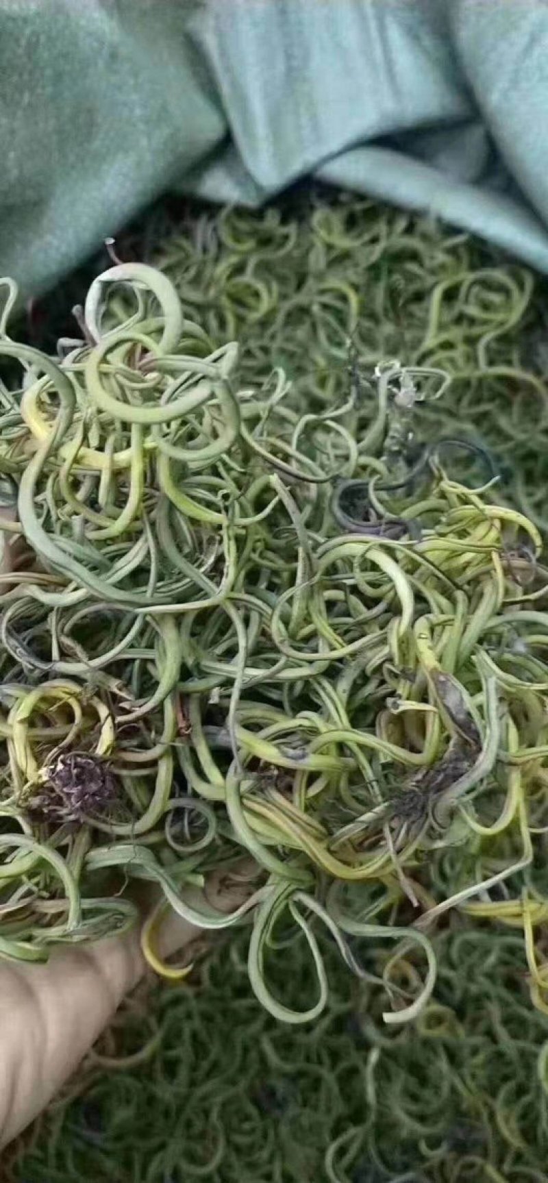 化石草云南化石草肾精茶产地批发