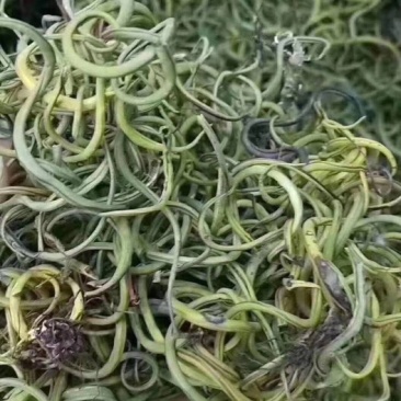化石草云南化石草肾精茶产地批发