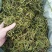 化石草云南化石草肾精茶产地批发