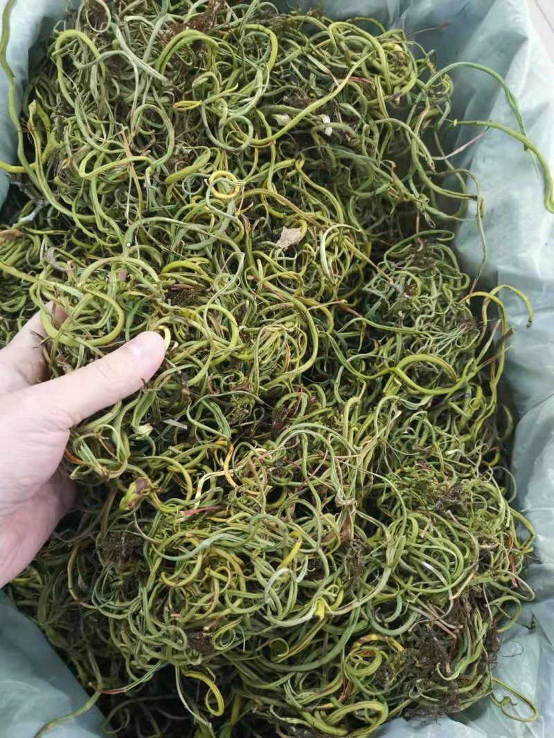 化石草云南化石草肾精茶产地批发