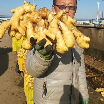 大黄姜批发产地一手货源价格便宜货源充足全国发货