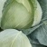 冬强甘蓝2~3公斤，保证质量OK，大量供应，新鲜蔬菜