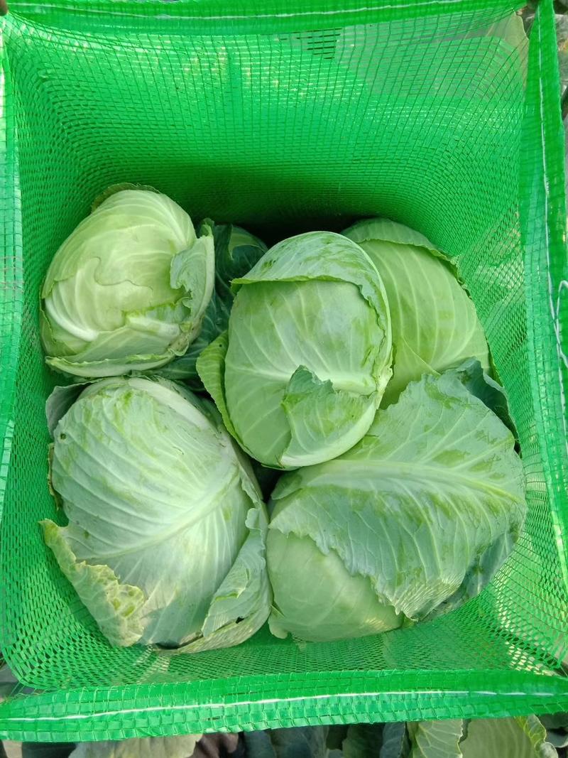 冬强甘蓝2~3公斤，保证质量OK，大量供应，新鲜蔬菜
