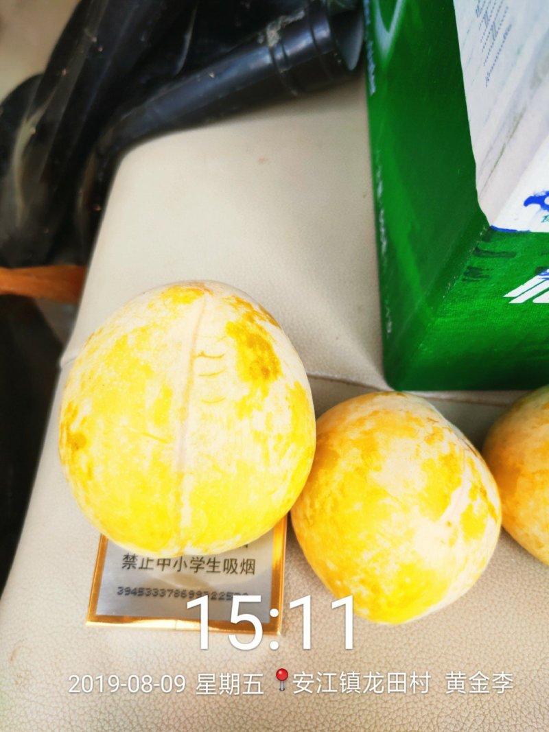 黄金奈李苗品种保证目前畅销品种市价高效益好