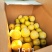 黄金奈李苗品种保证目前畅销品种市价高效益好