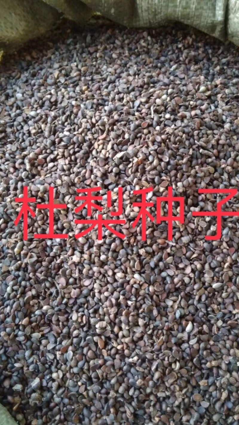秋季新打杜梨籽春季经过沙藏的，杂志少，并且种子饱满