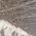 红麻椒树小苗一年苗高度50厘米花椒芽苗价格便宜