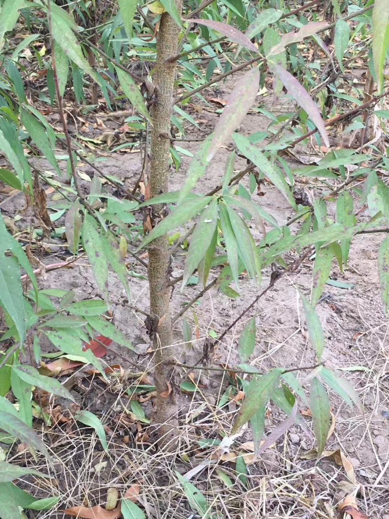 【有好货】出售1年生毛桃苗大量供应，也可定向嫁接