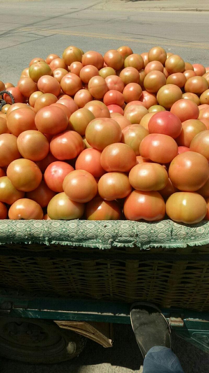 【推荐】硬粉西红柿，耐运输口感好着色均，果型端正