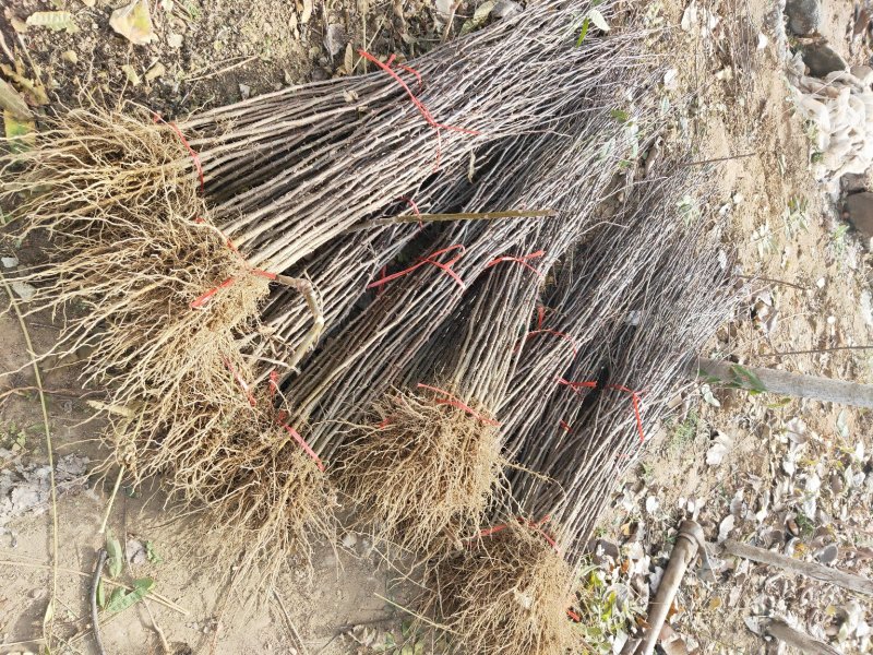 苗木种苗红麻椒树苗包成活，价格便宜花椒树苗