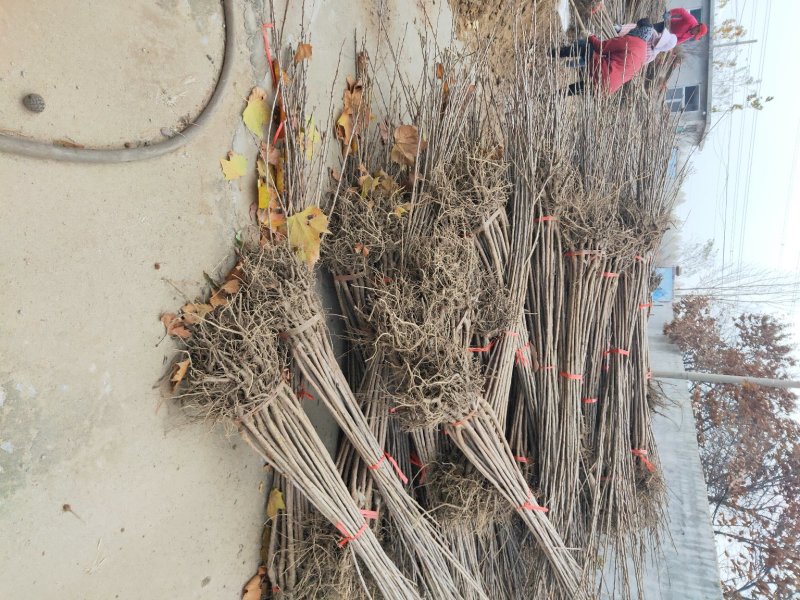 山东基地俄罗斯8号樱桃苗可视频看货齐早樱桃树苗批发