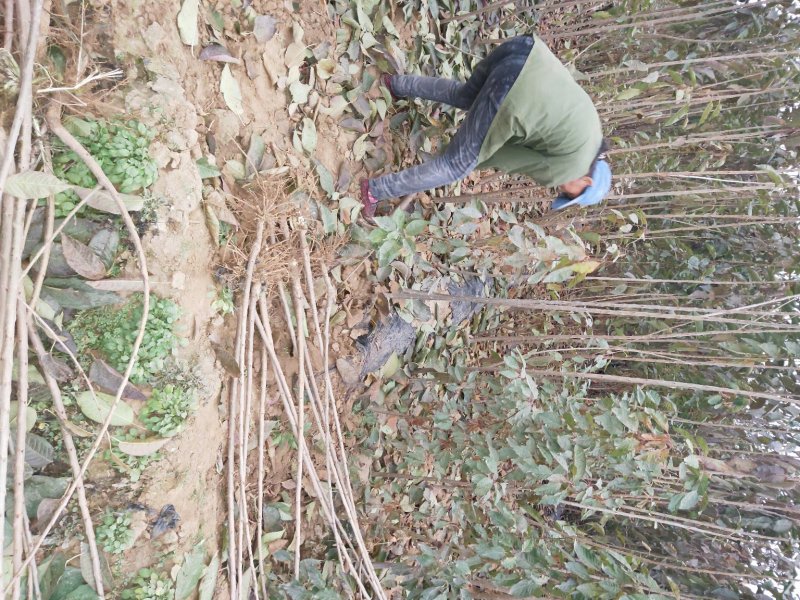 山东基地俄罗斯8号樱桃苗可视频看货齐早樱桃树苗批发