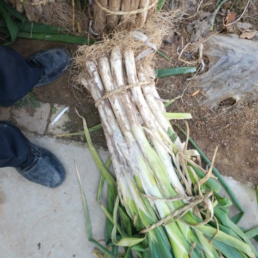 长白大葱，品质保证，产地直供，合作共赢，视频看货