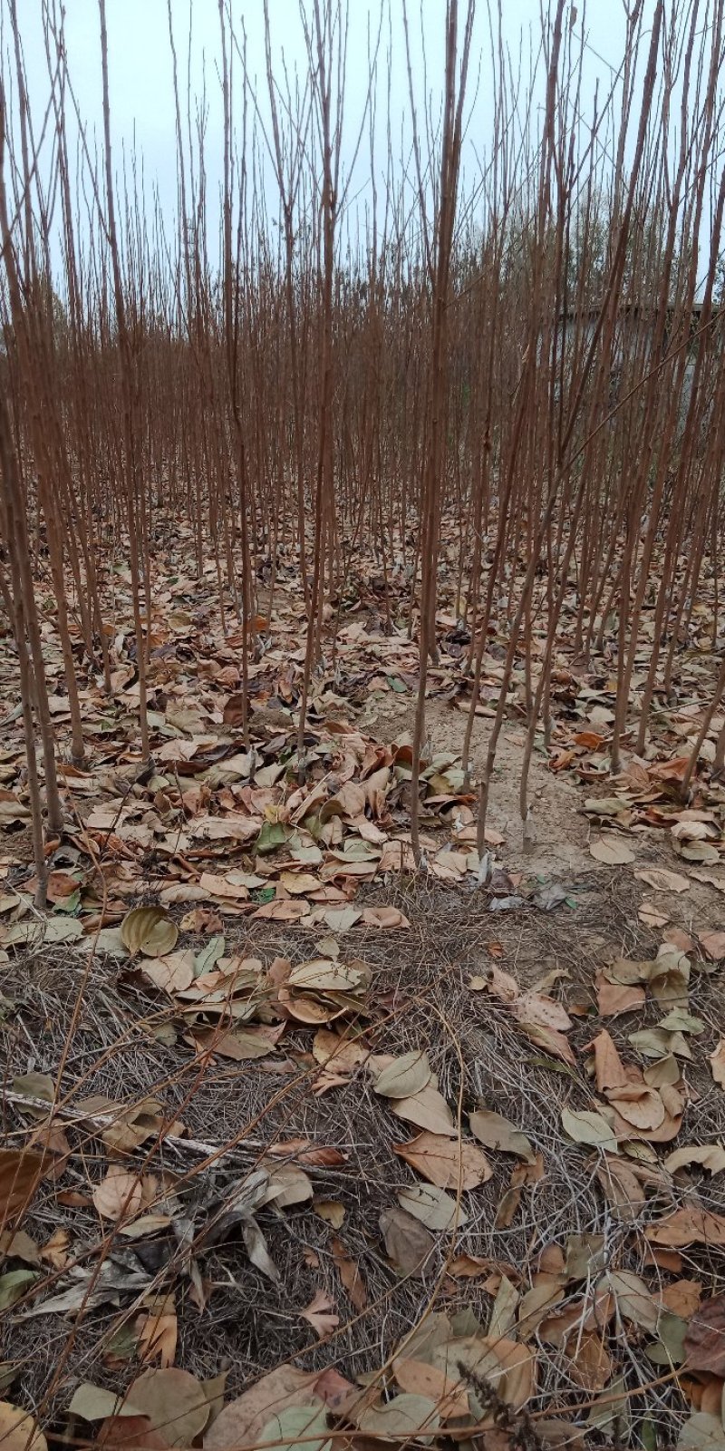 花椒苗大红袍花椒苗小红袍花椒苗基地直供量大优惠