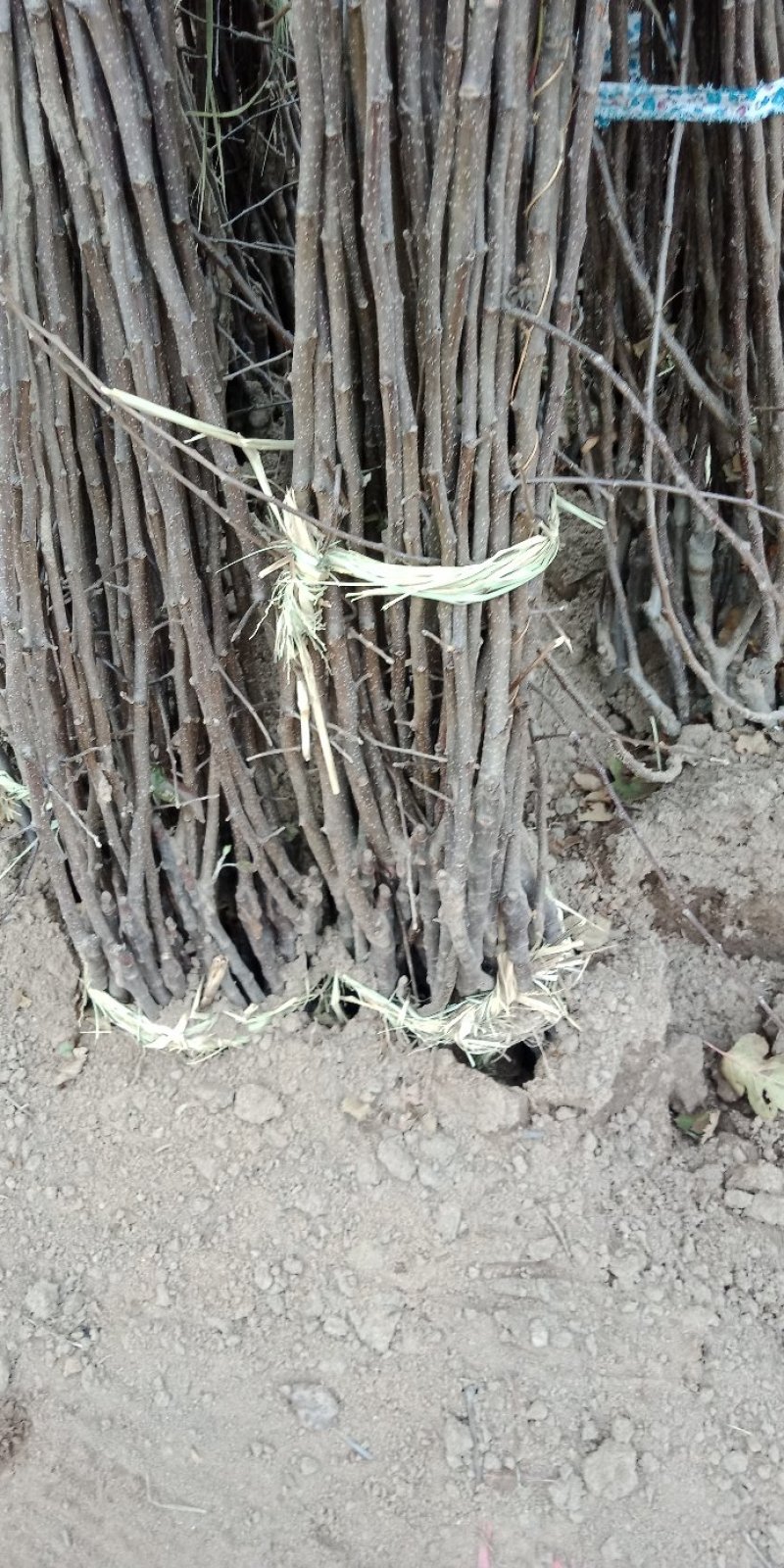 花椒苗大红袍花椒苗小红袍花椒苗基地直供量大优惠