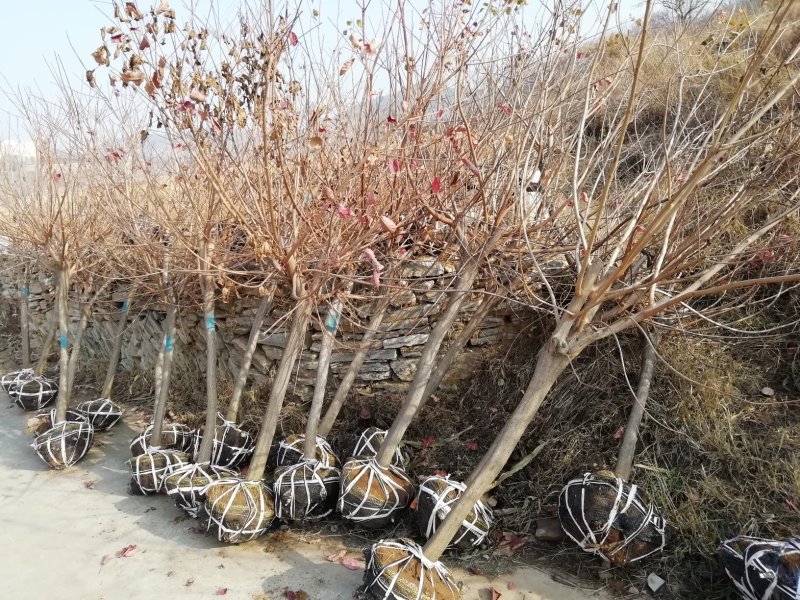 黄栌3到8公分大量有货。品质保证欢迎咨询